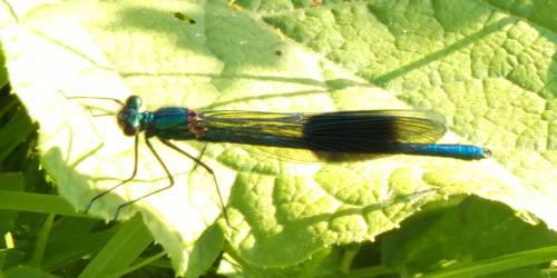 Bridgnorth dragonflies 3