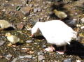 Bridgnorth goslings 1