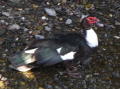 Bridgnorth Muscovy Duck