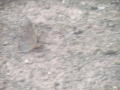DSCF0723