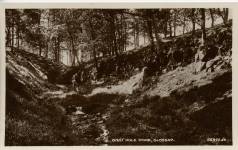 Gnat Hole Wood