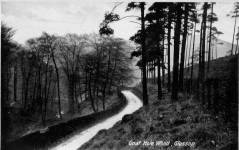 Gnat Hole Wood