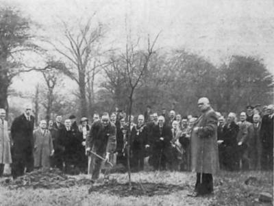 Councillor Beckmann planting the sapling in Manor Park 
