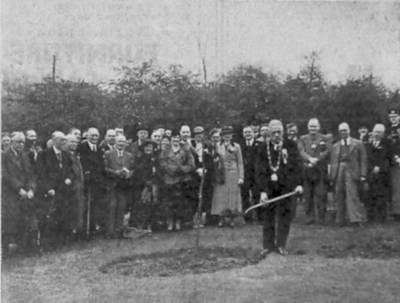 Councillor Hague planting the sapling in Howard Park 