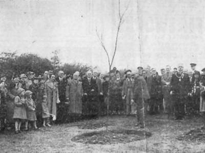 Councillor Farnsworth planting the sapling commemorating the Silver Jubilee in Howard Park